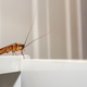 Photo: Shutterstock